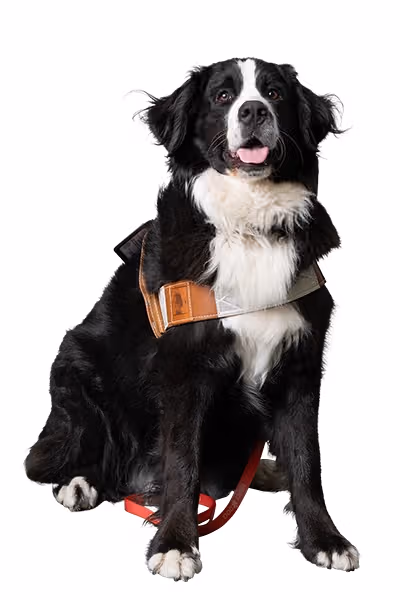 See-How-We-Preserve-Soft-Edges-and-Fine-Details-done